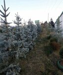 Adem Baba's Nursery (Ankara Province, Altındag District, Hacı Bayram Blv., 25) ، مشتل