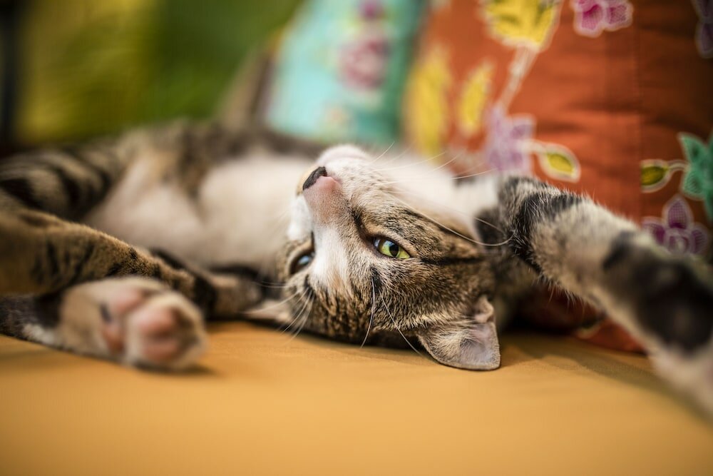 Фото Hotel Old Cinema