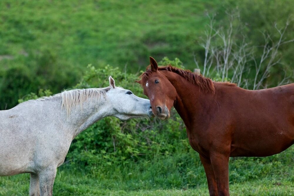 Фото Agriturismo Casa Caponetti