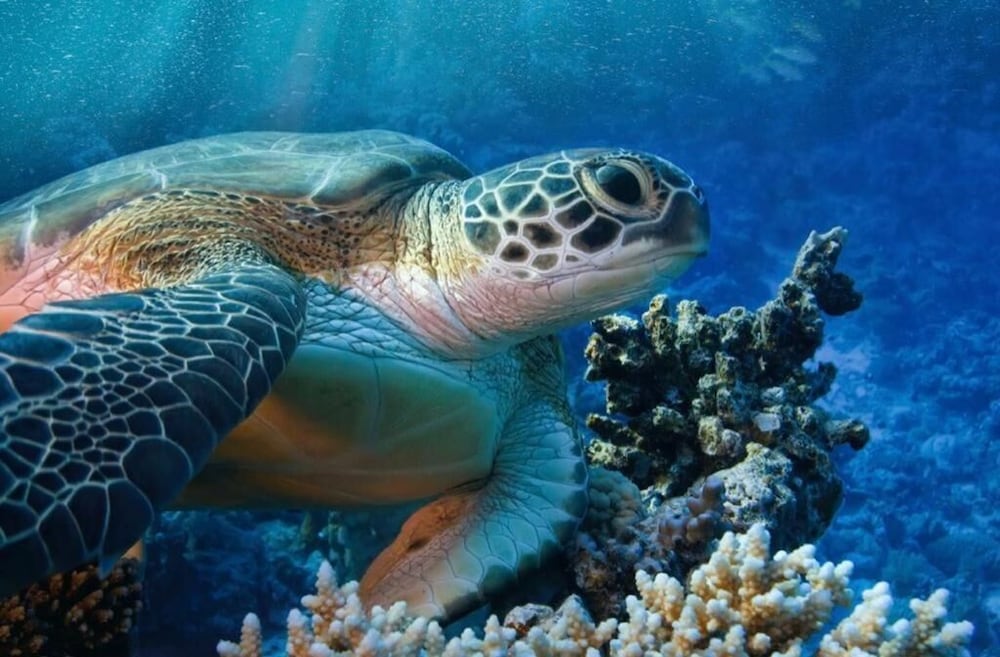 Фото Paradise Inn