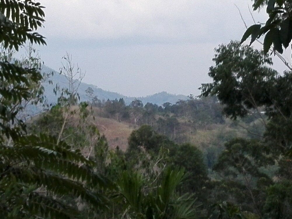 Фото New Green View