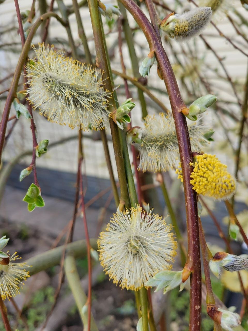Фото Согдиана