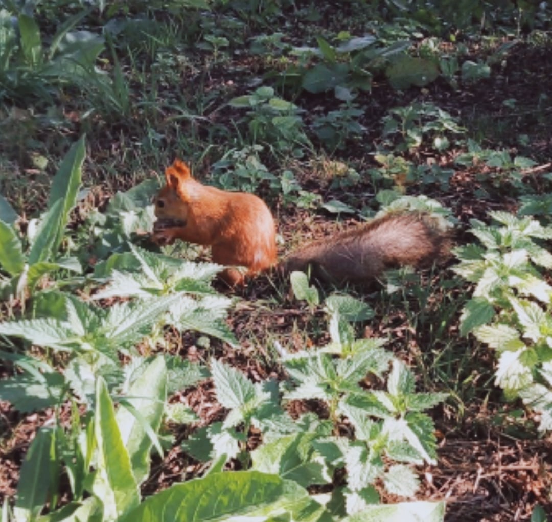 Фото Маршал