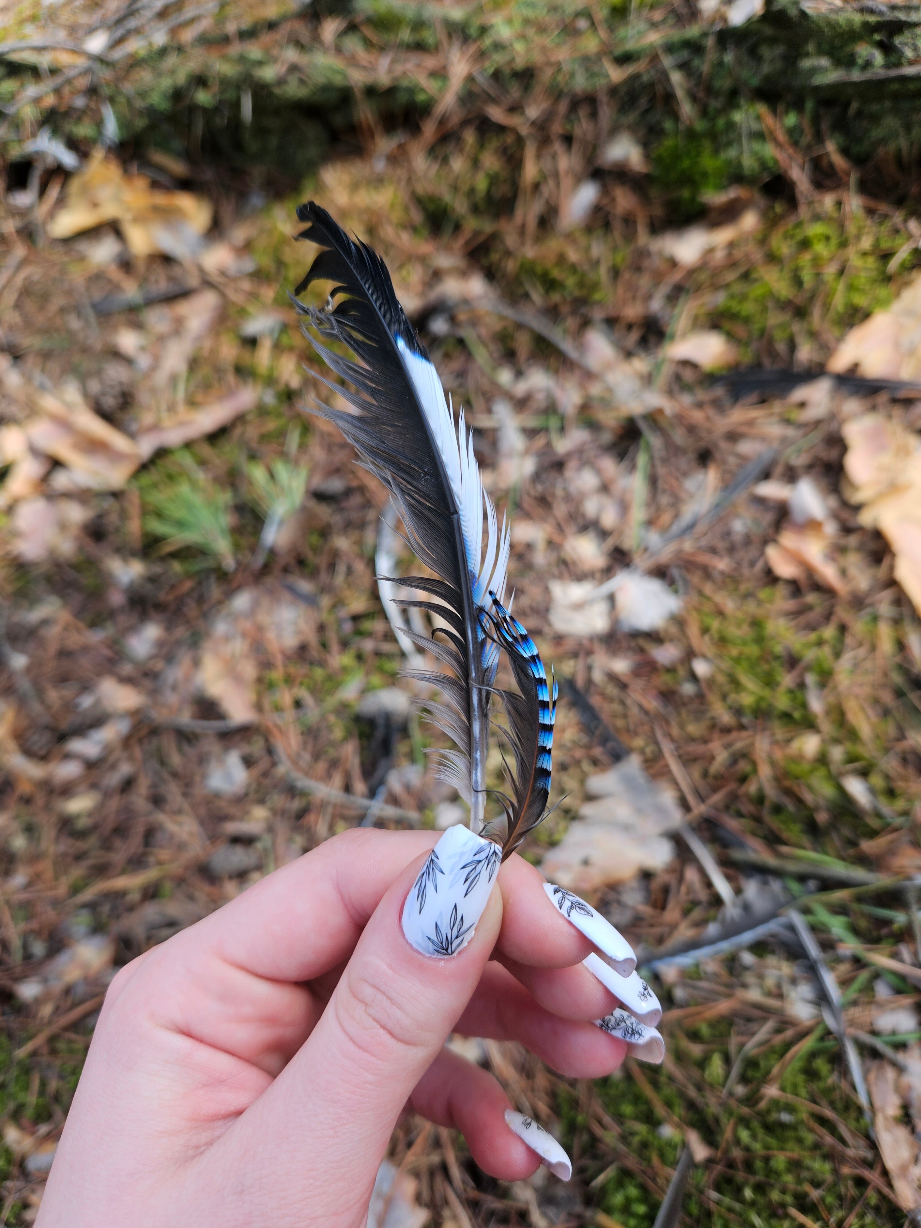 Фото Большая медведица