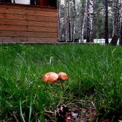 Фото Сибирская жемчужина