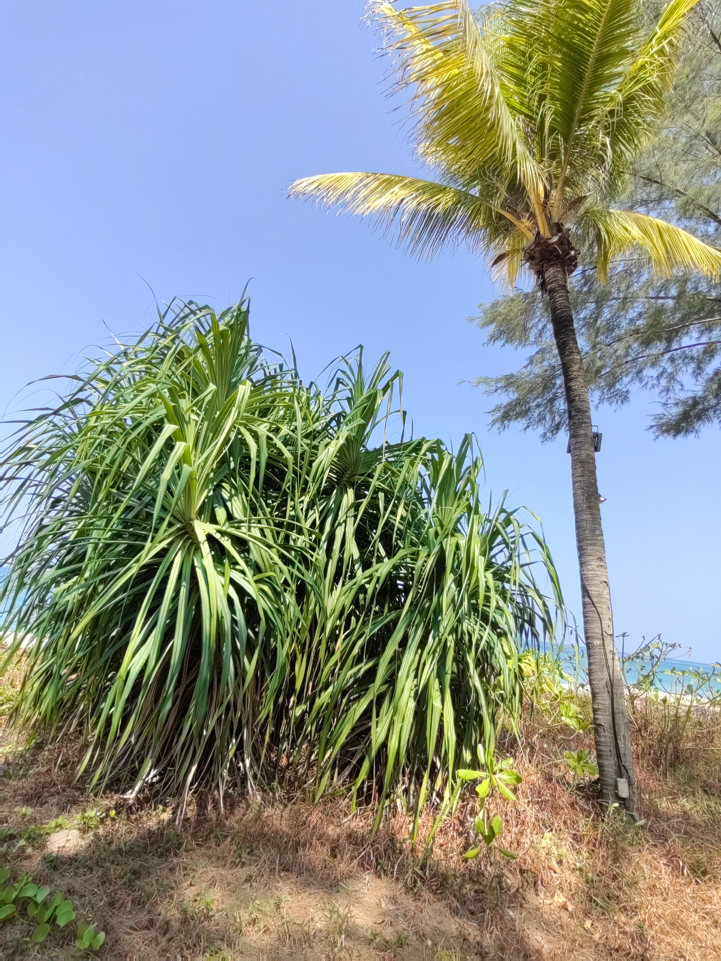 Фото Natai Beach Resort & SPA