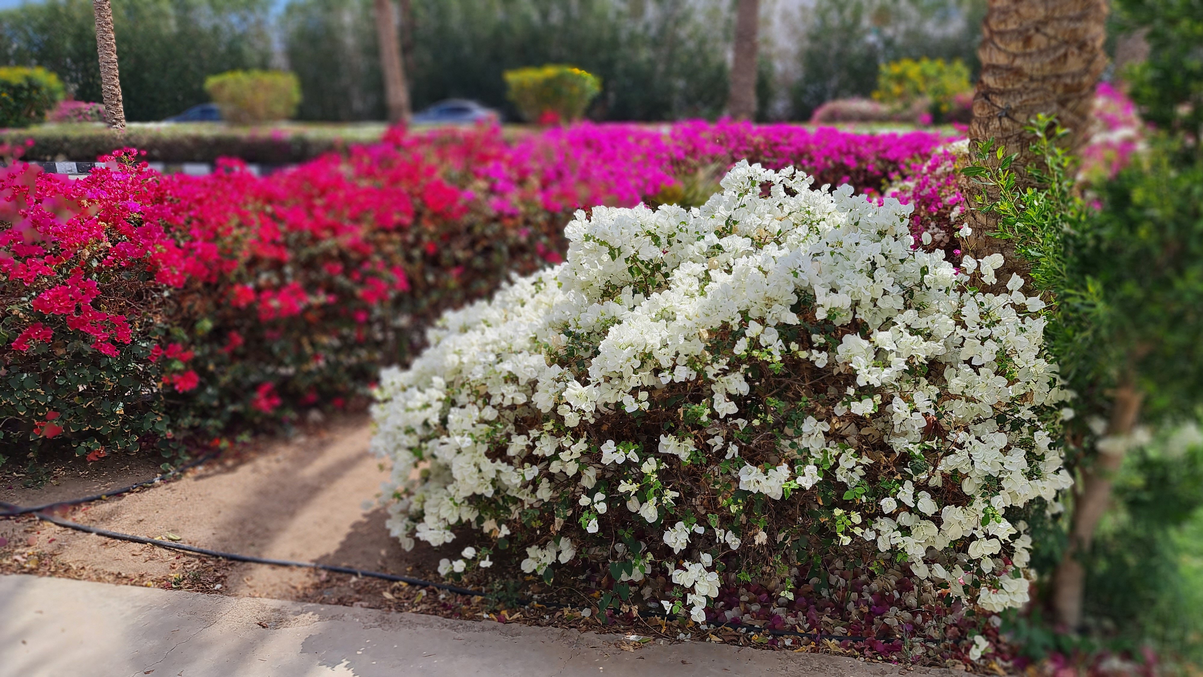 Фото Monte Carlo Sharm Resort & SPA