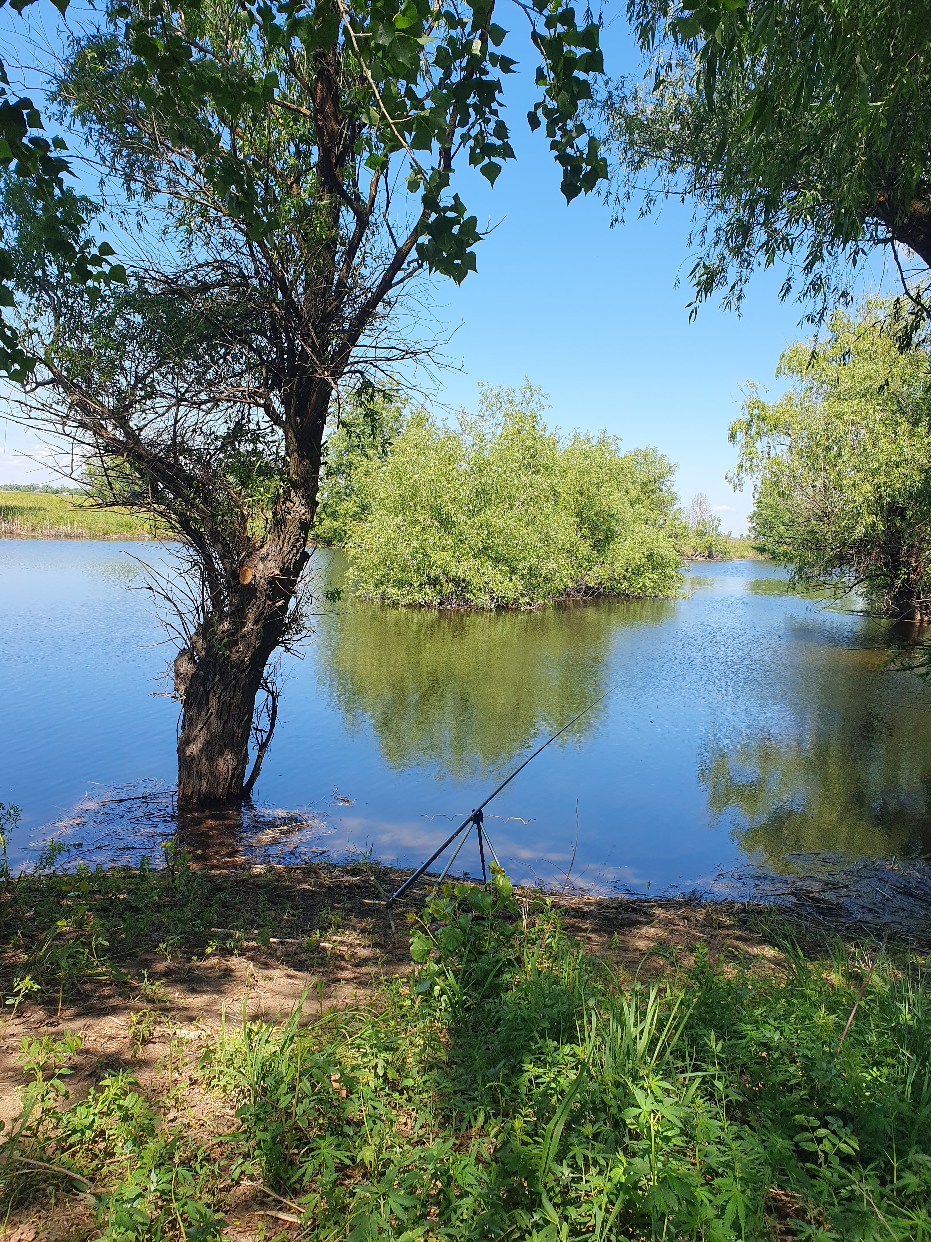 Фото Синяя птица