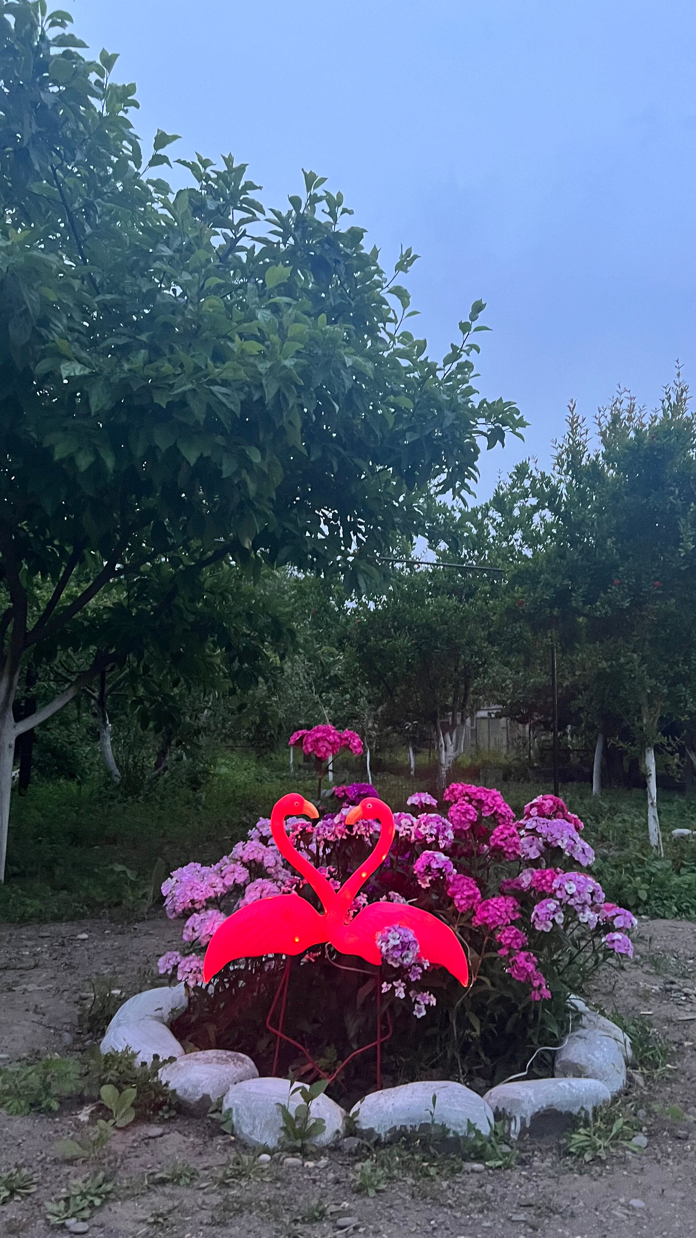 Фото Самурская Жемчужина