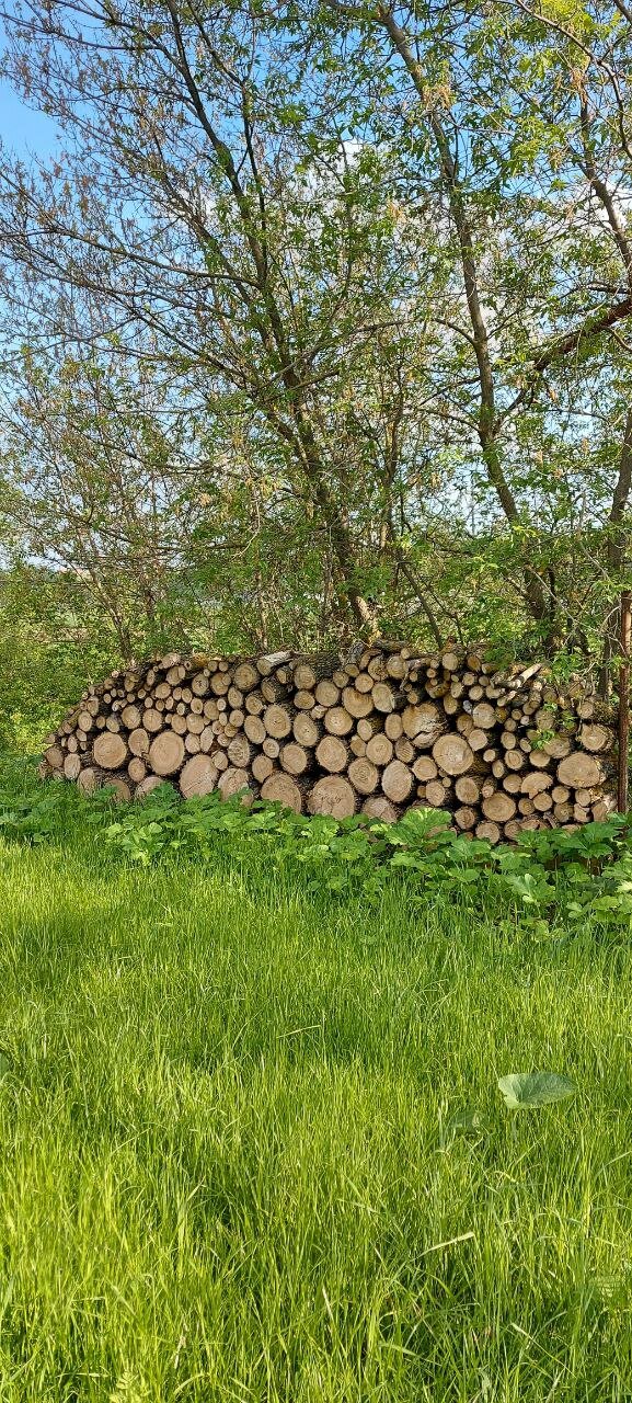 Фото Ёлки-Палки