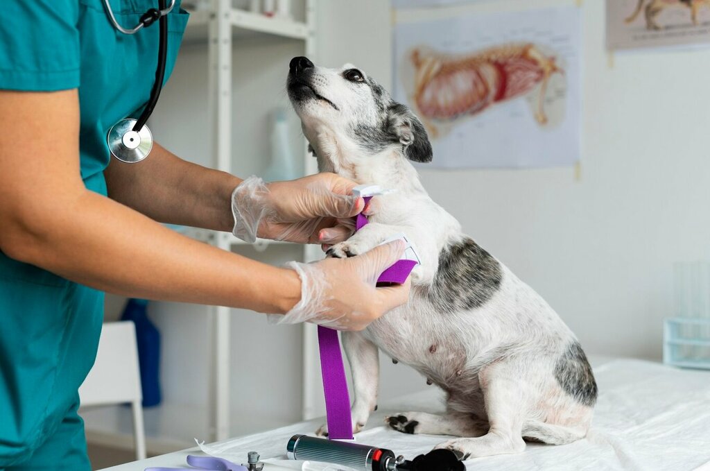 Veterinary clinic Klinika veterinarnoy meditsiny Apriori, Pervouralsk, photo