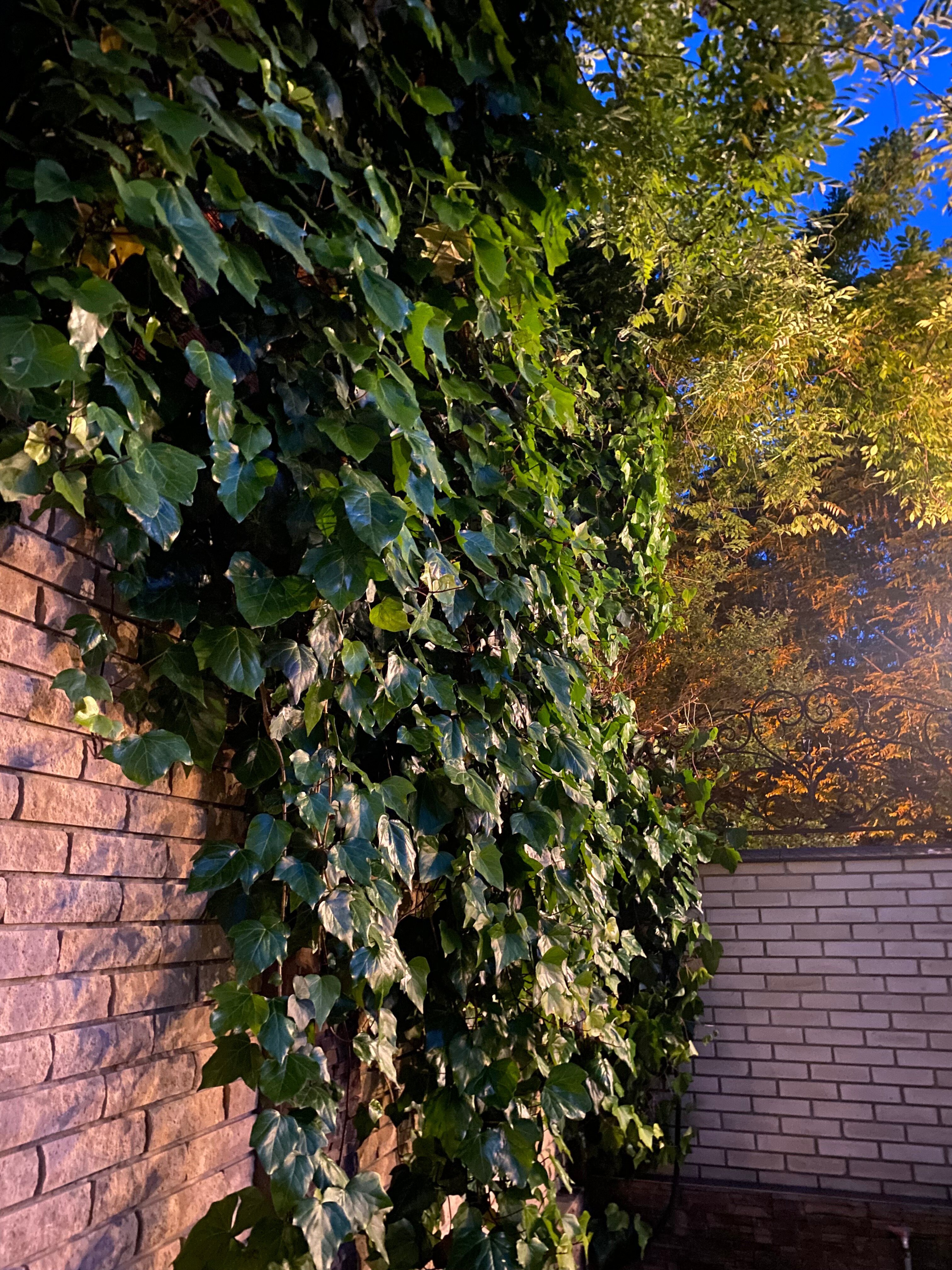 Фото 33 тюльпана