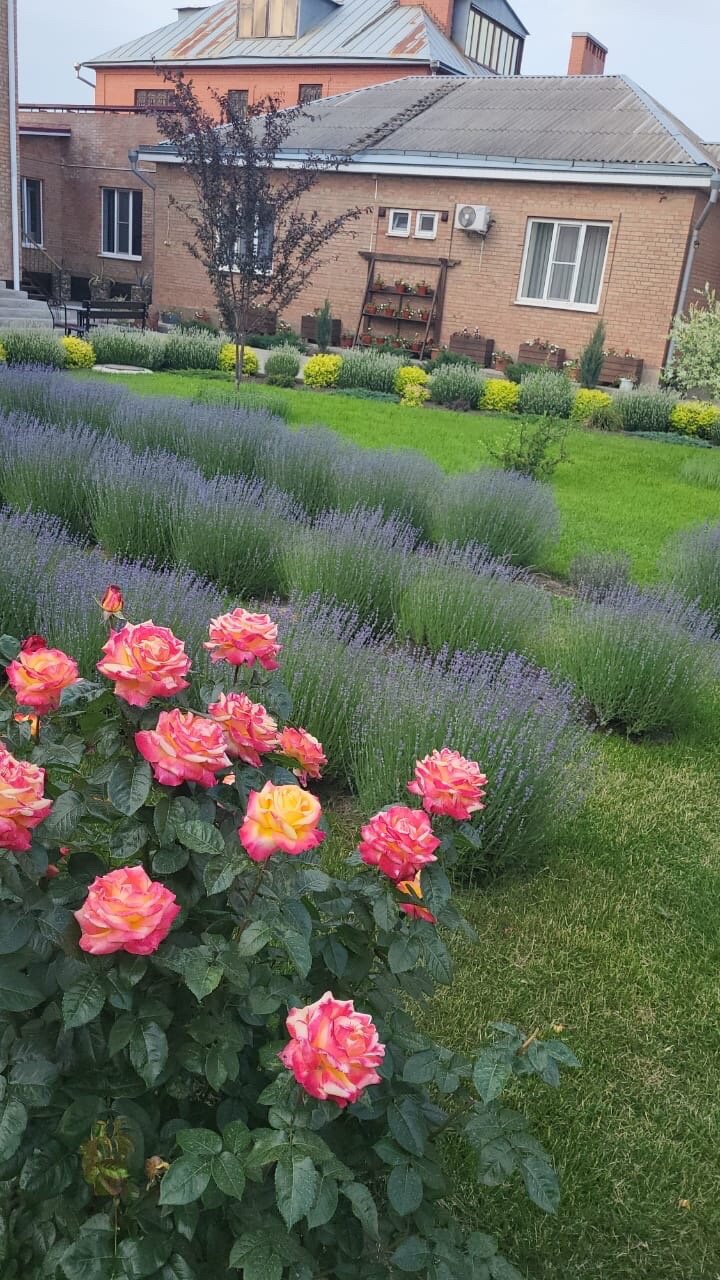 Фото Крыжовник