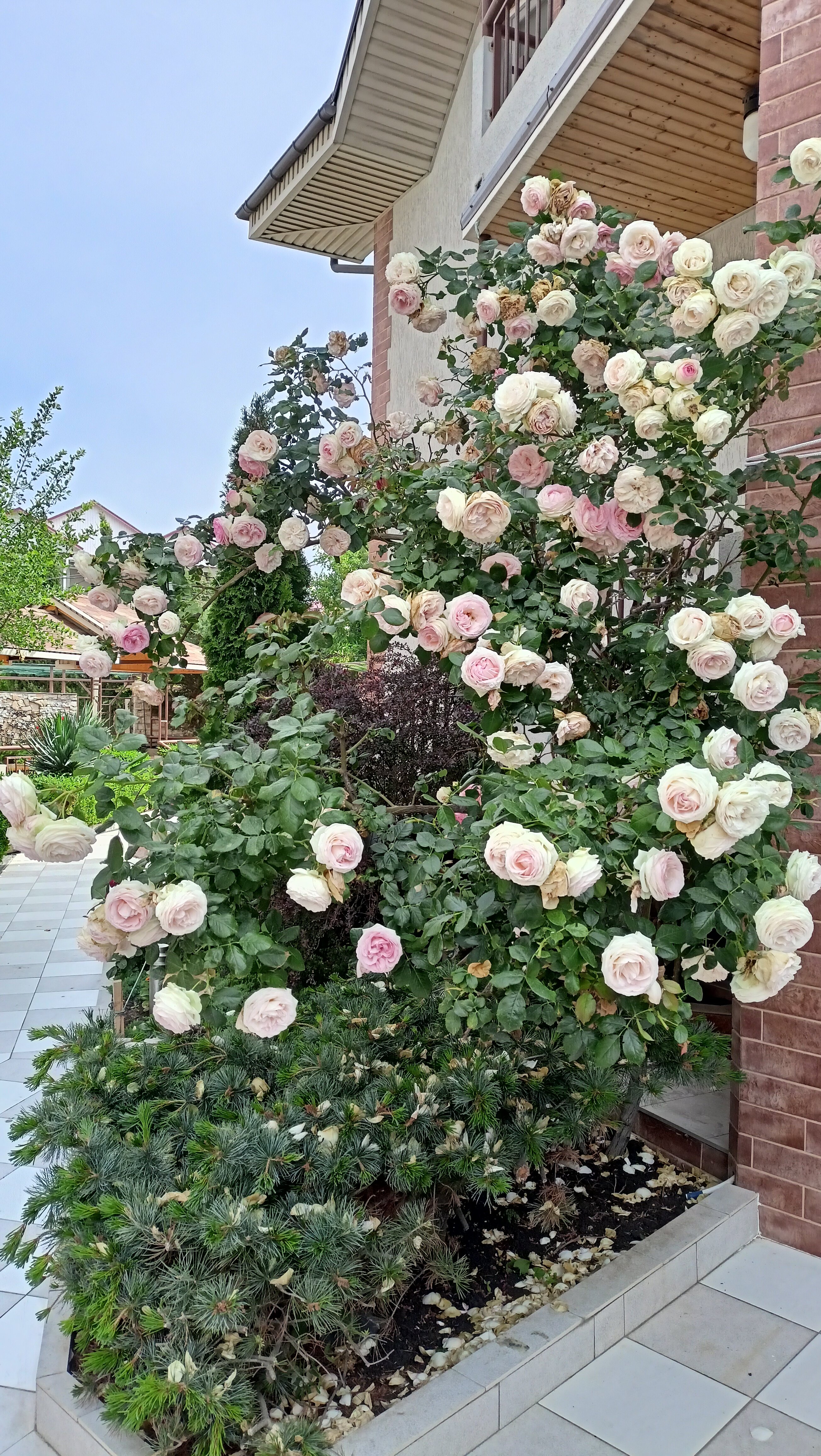 Фото Вилла Жасмин