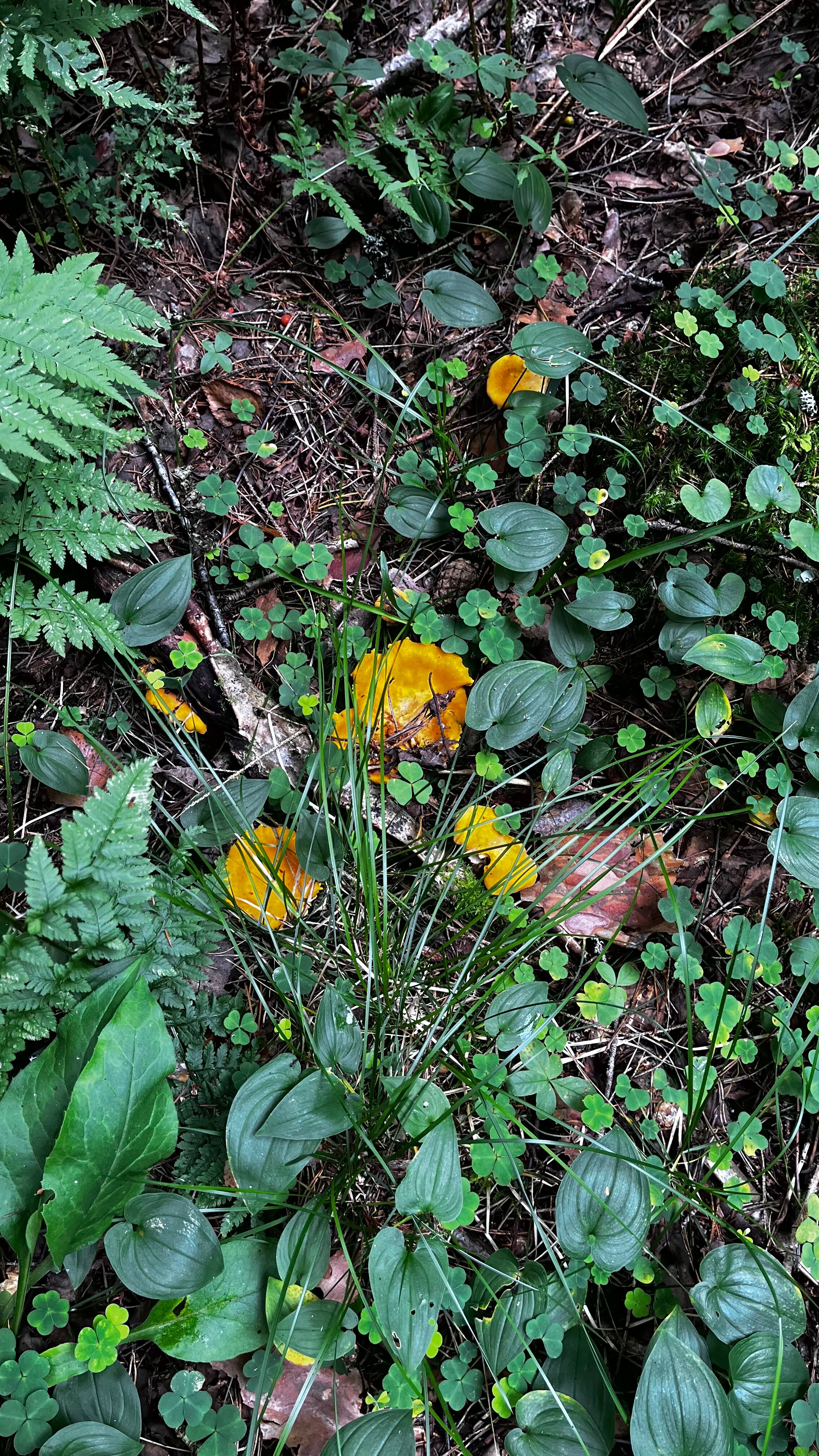 Фото Финский Хутор