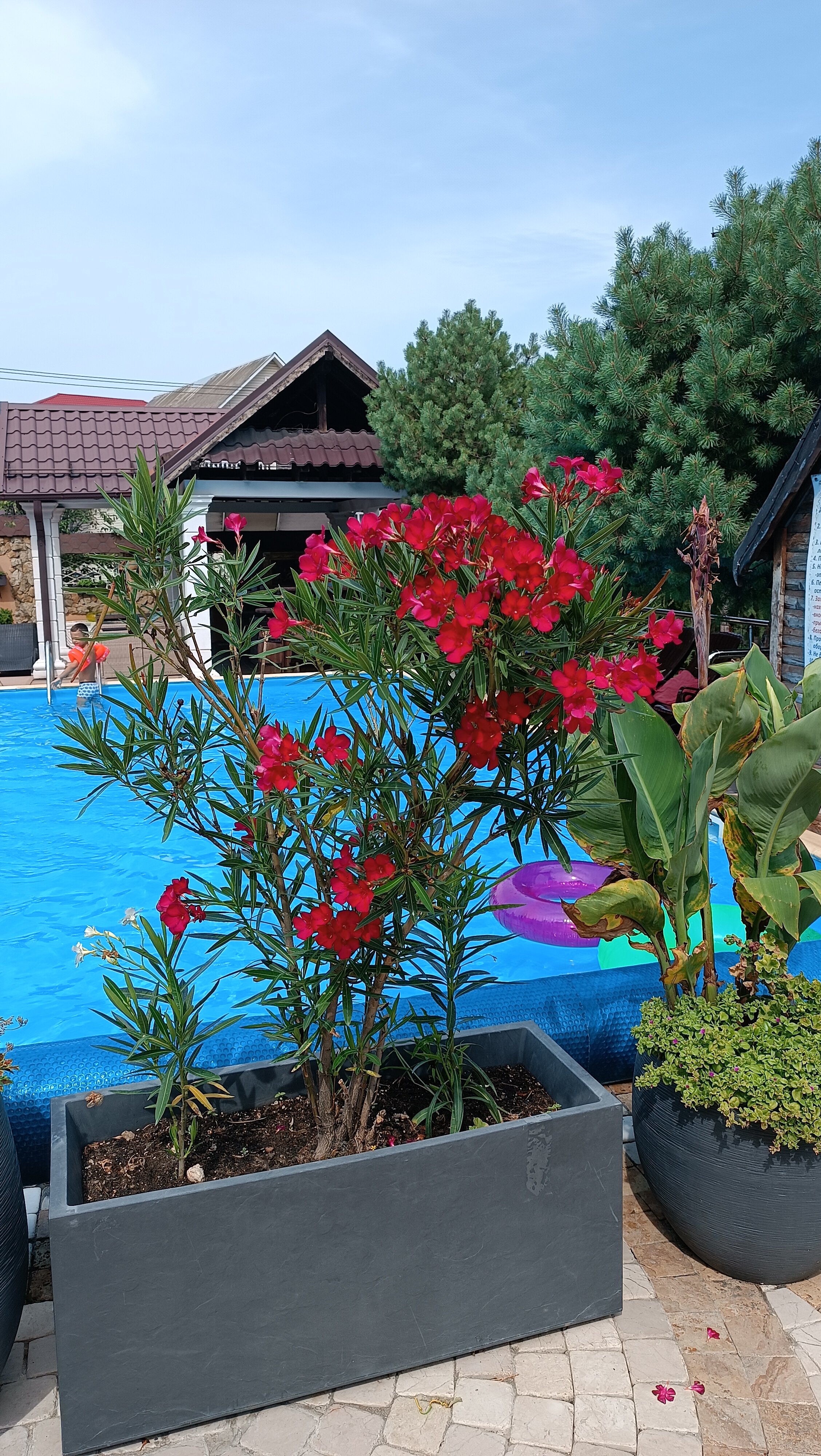 Фото Димерчи