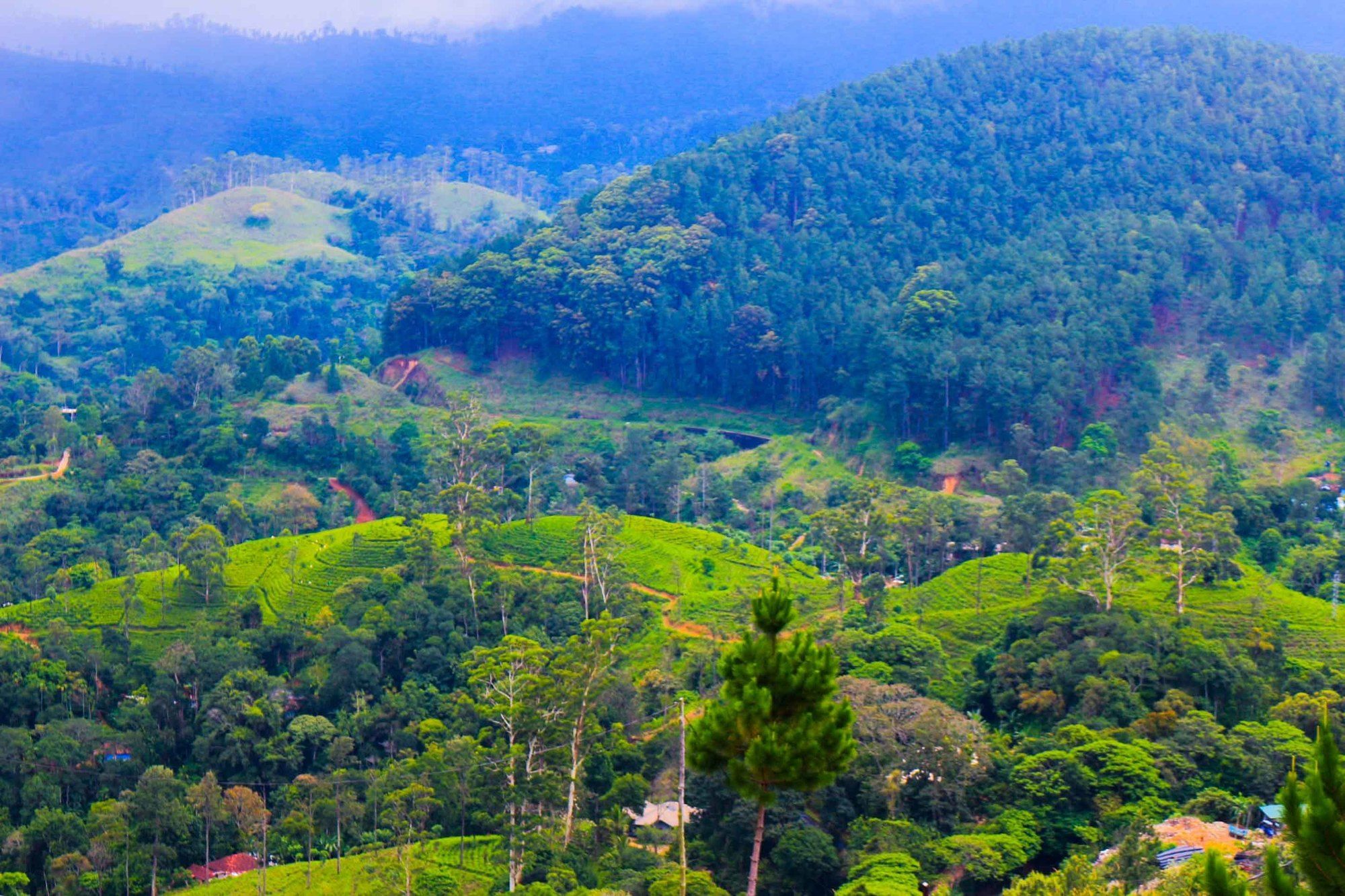 Фото Hill Forest Cottage