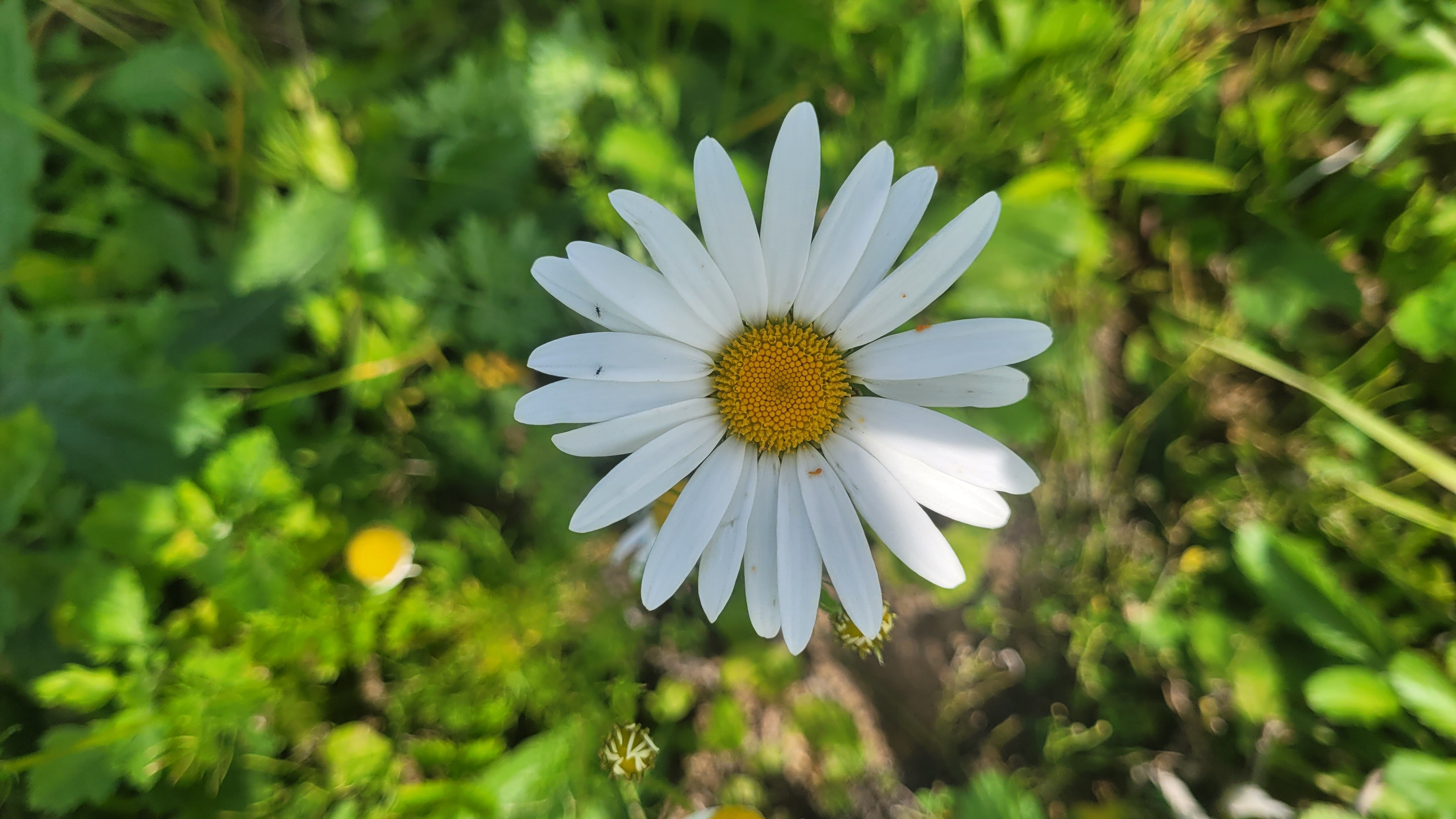 Фото Плещеево Хиллз