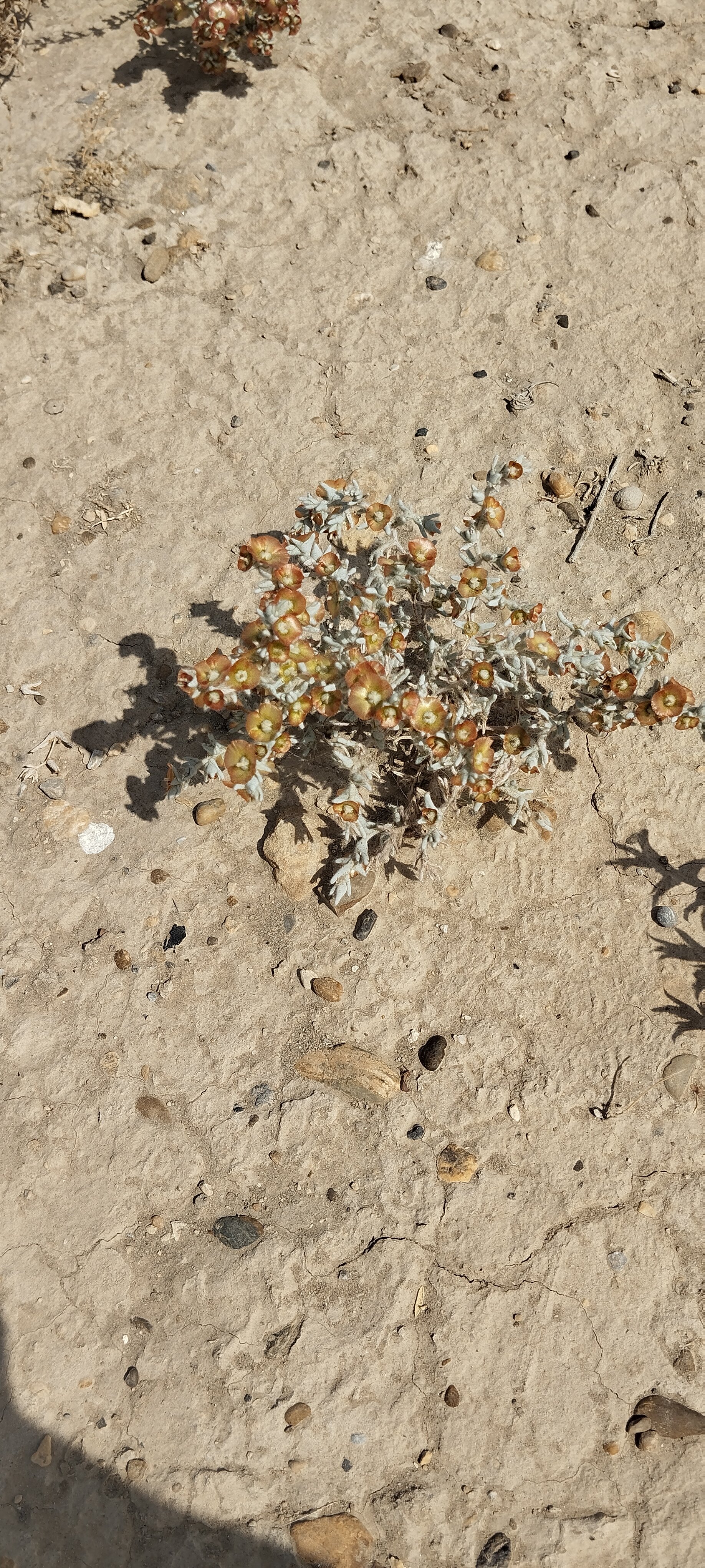 Фото Zarafshan Grand Hotel