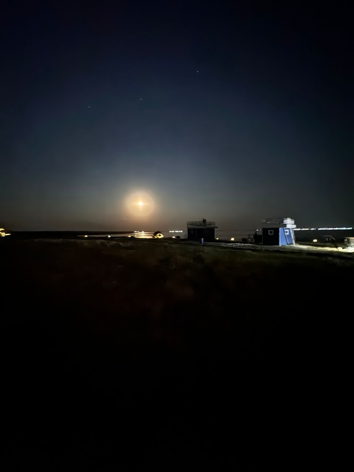 Фото Полынь