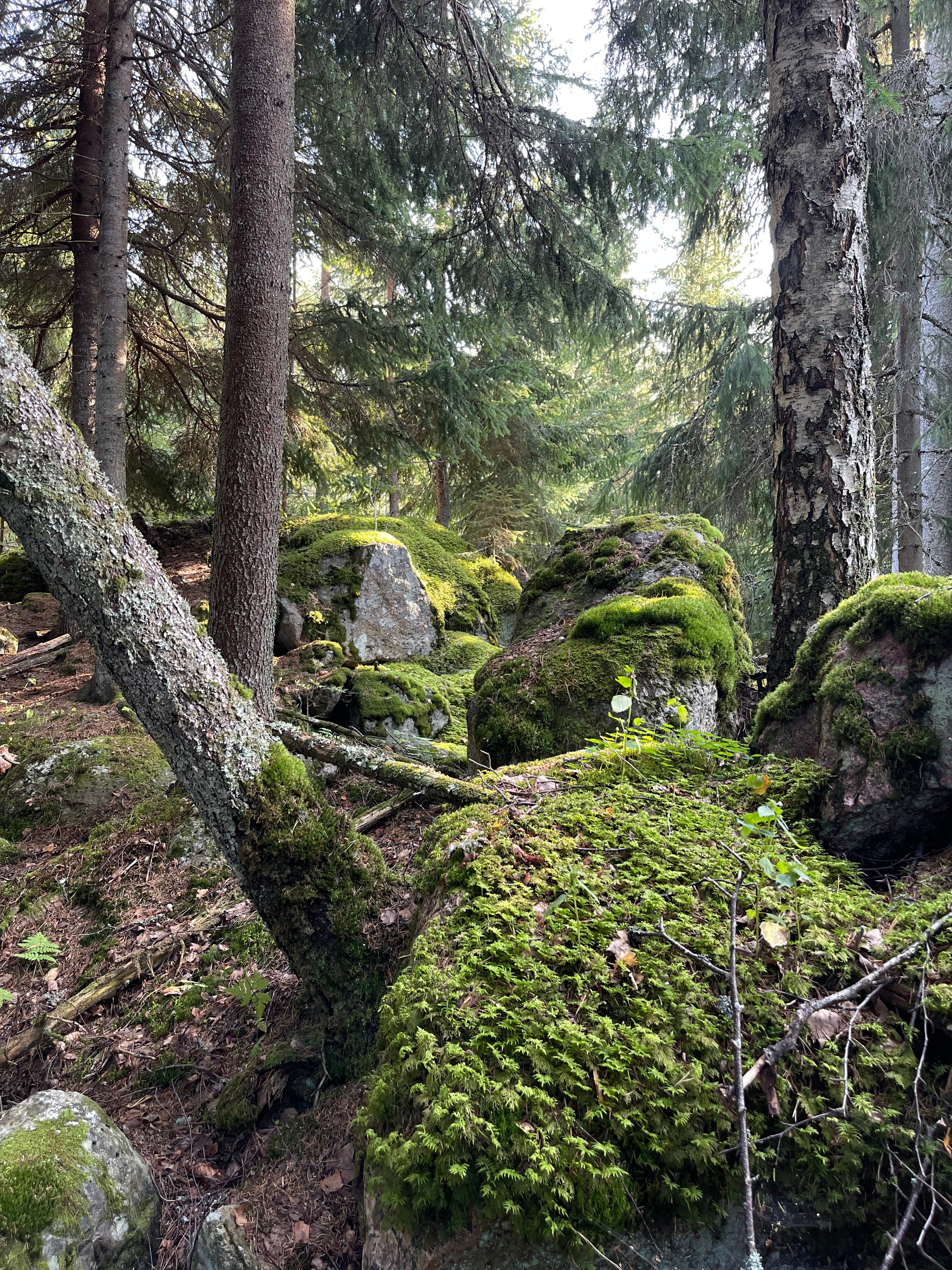 Фото Волшебный лес