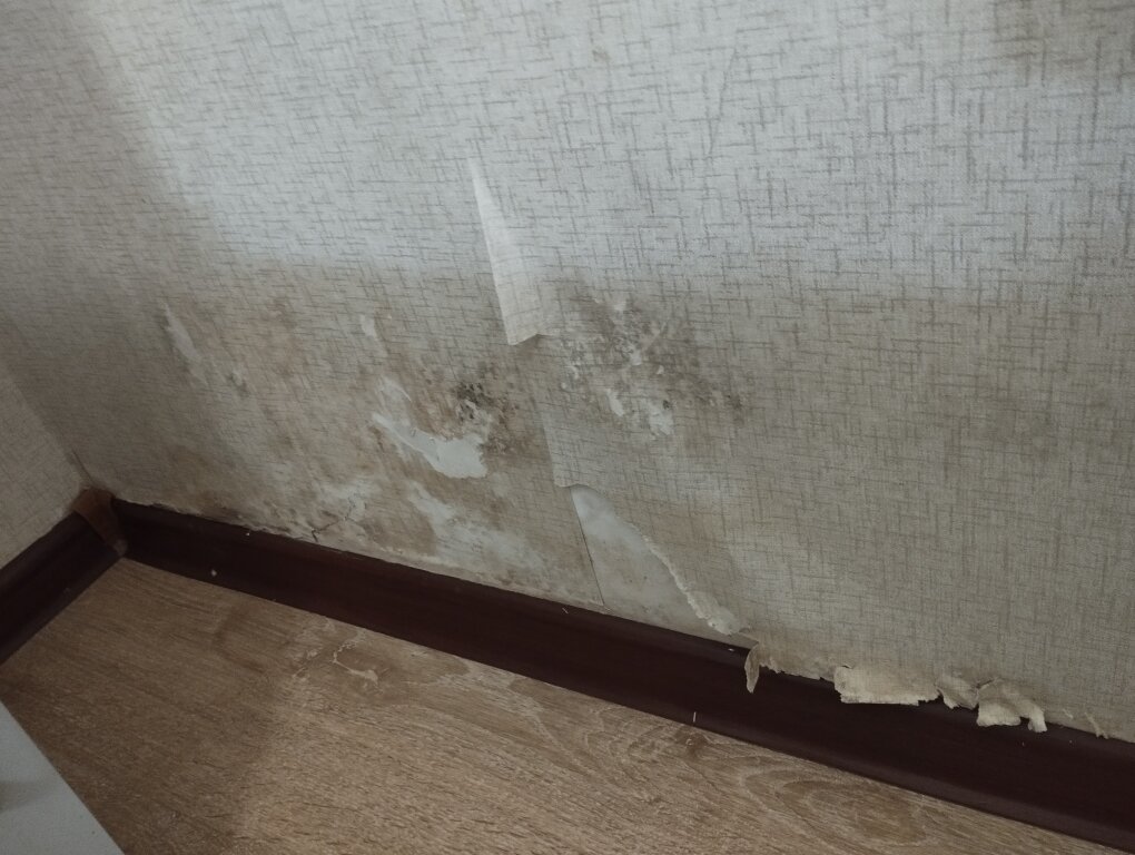 Фото Орхидея