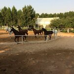 Hobbies Club (Damac Hills, Dubai Land, Dubai), horse riding