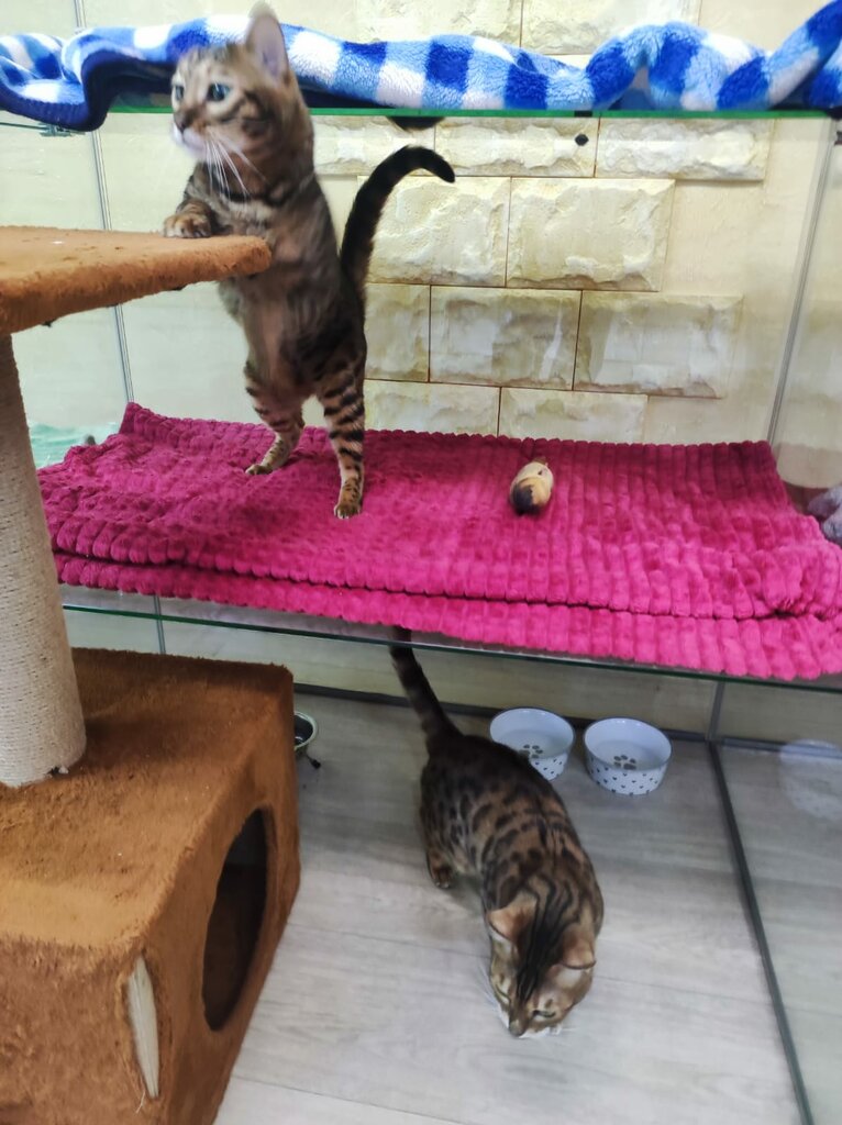 Pet hotel Kotangens cat's hotel, Ulyanovsk, photo