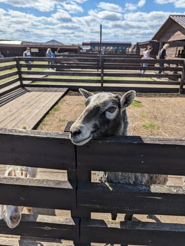 Отдых на ферме Ферма Коза-дереза, Красноярский край, фото