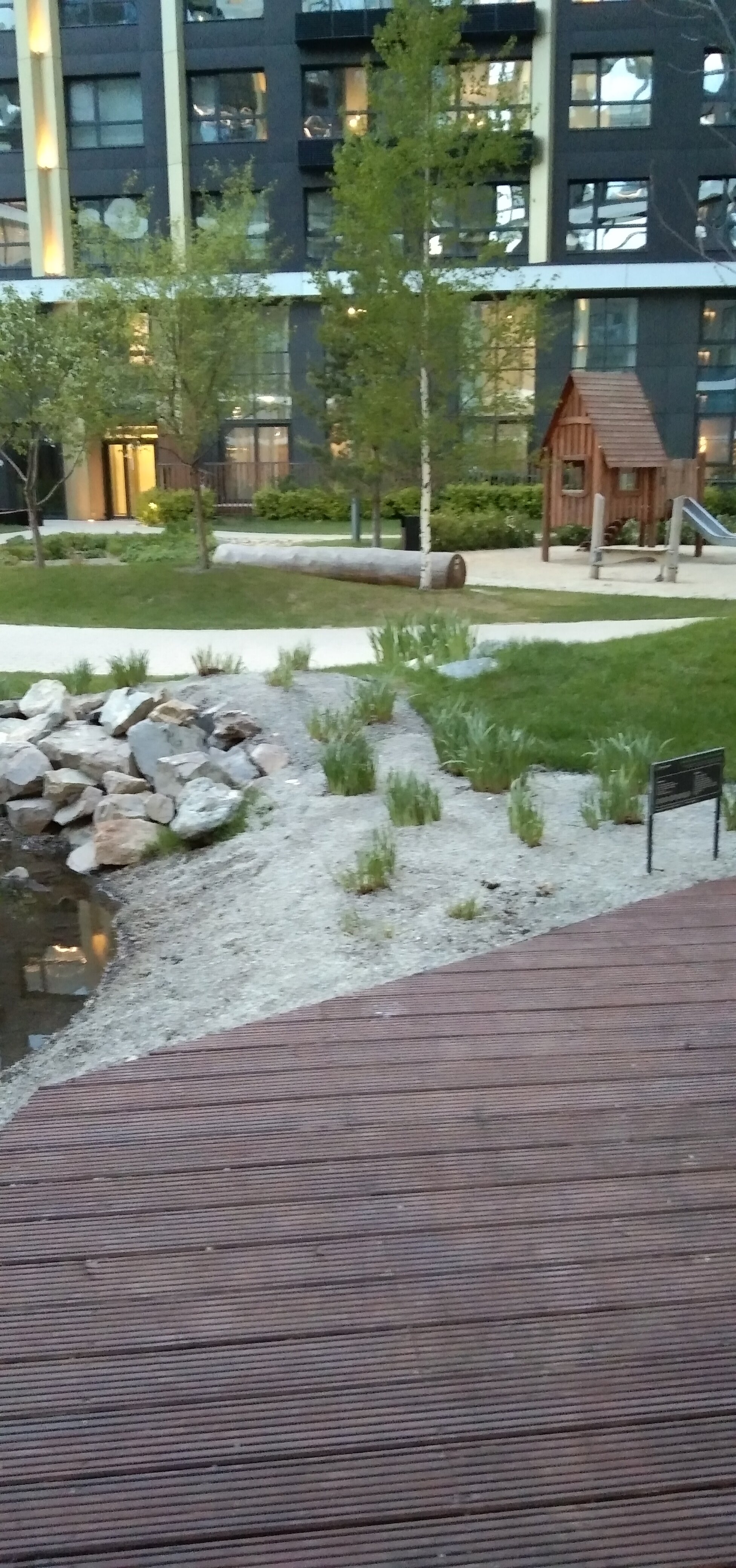 Фото Белый Клевер