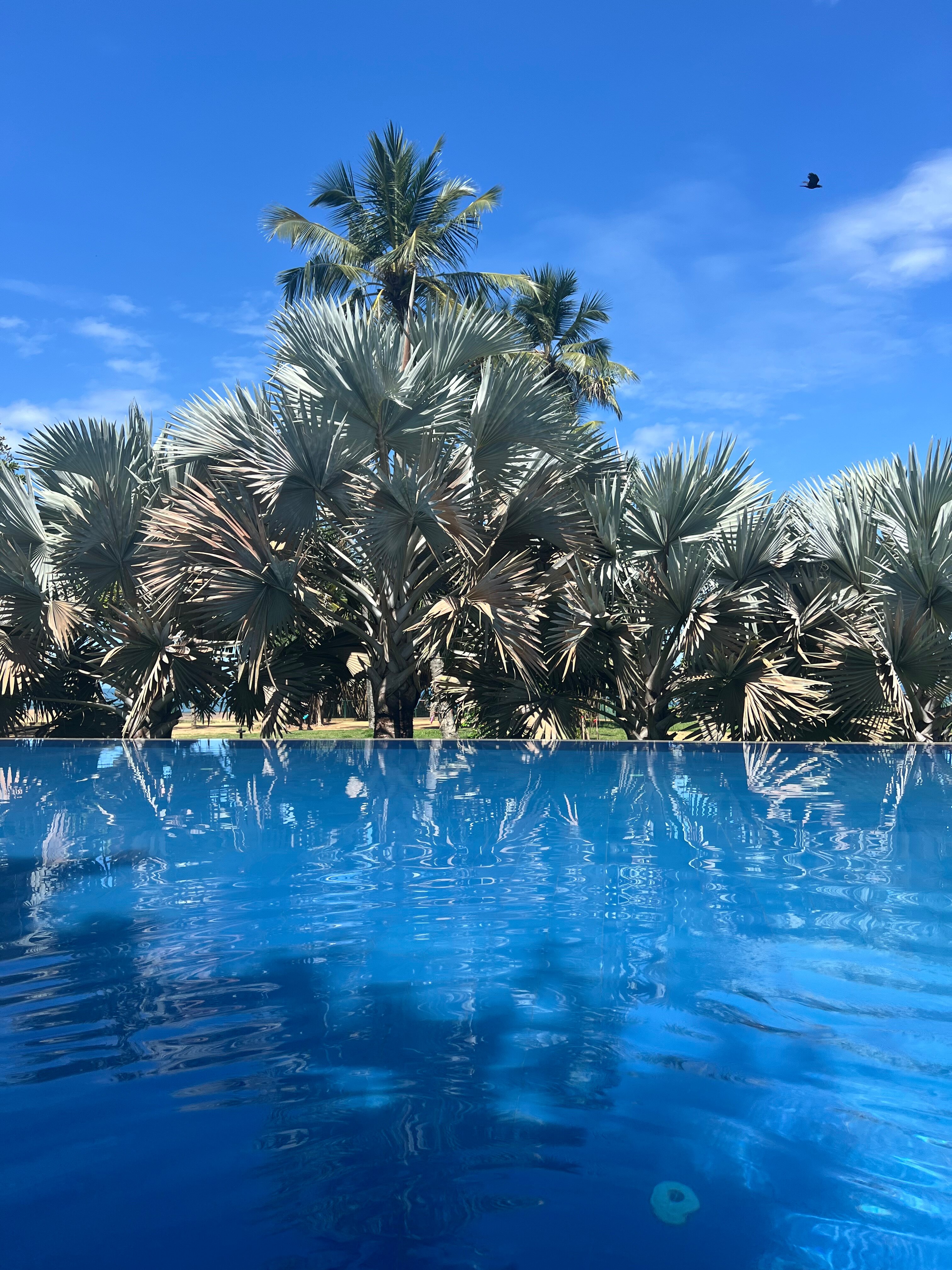 Фото Hibiscus Beach Hotel & Villas