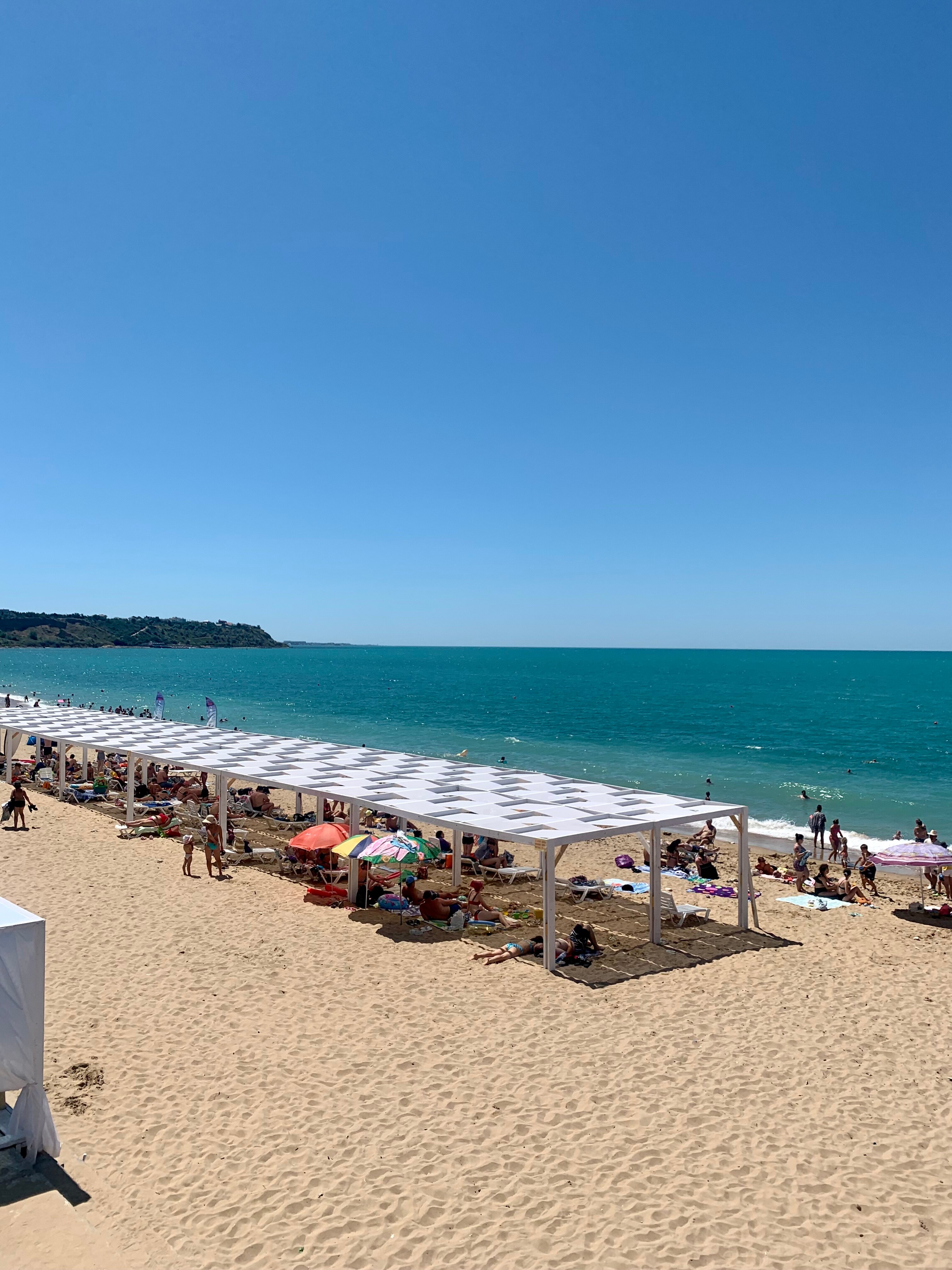 Фото Розмарин