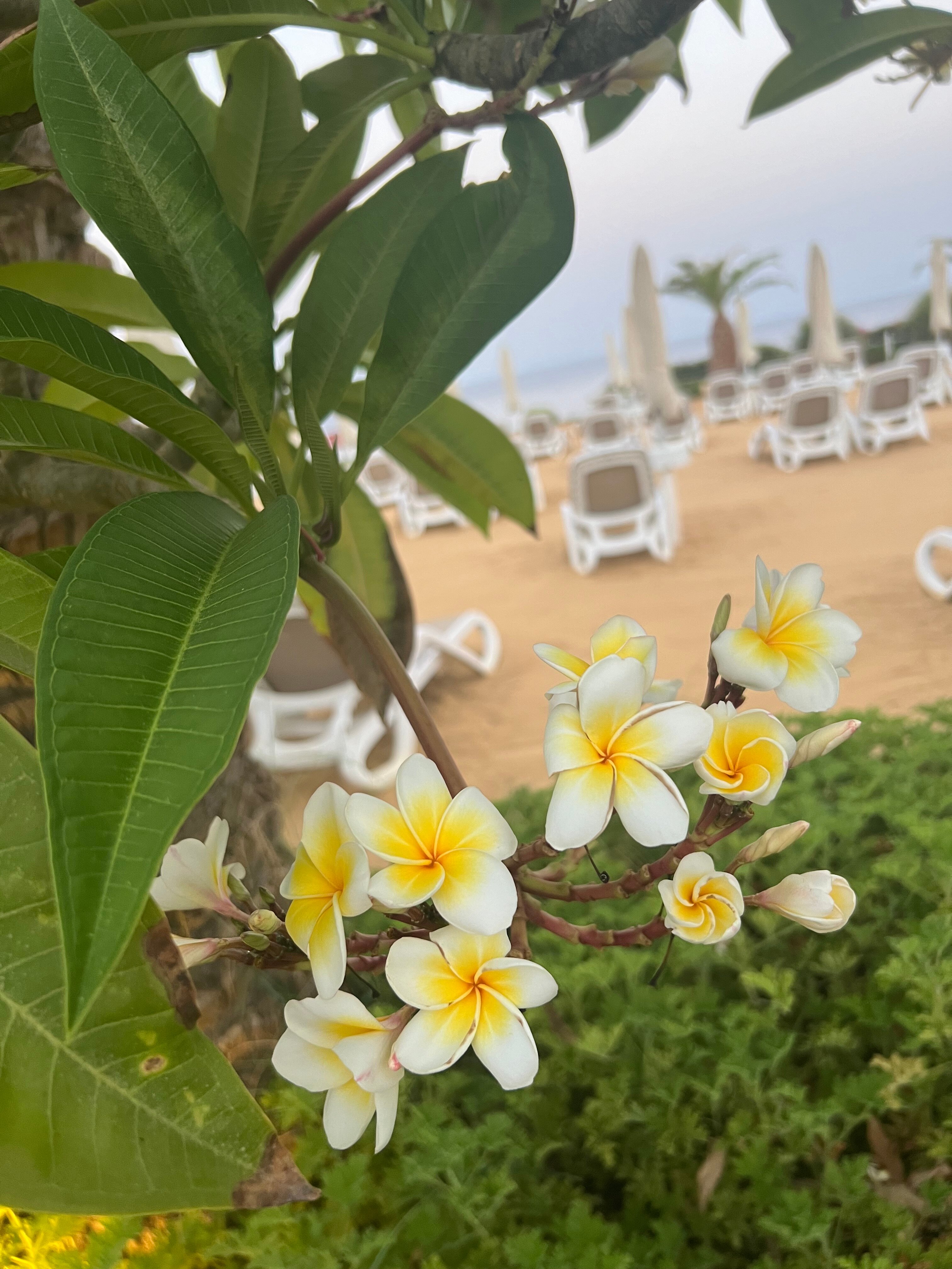 Фото Stella Di Mare Beach Hotel & Spa