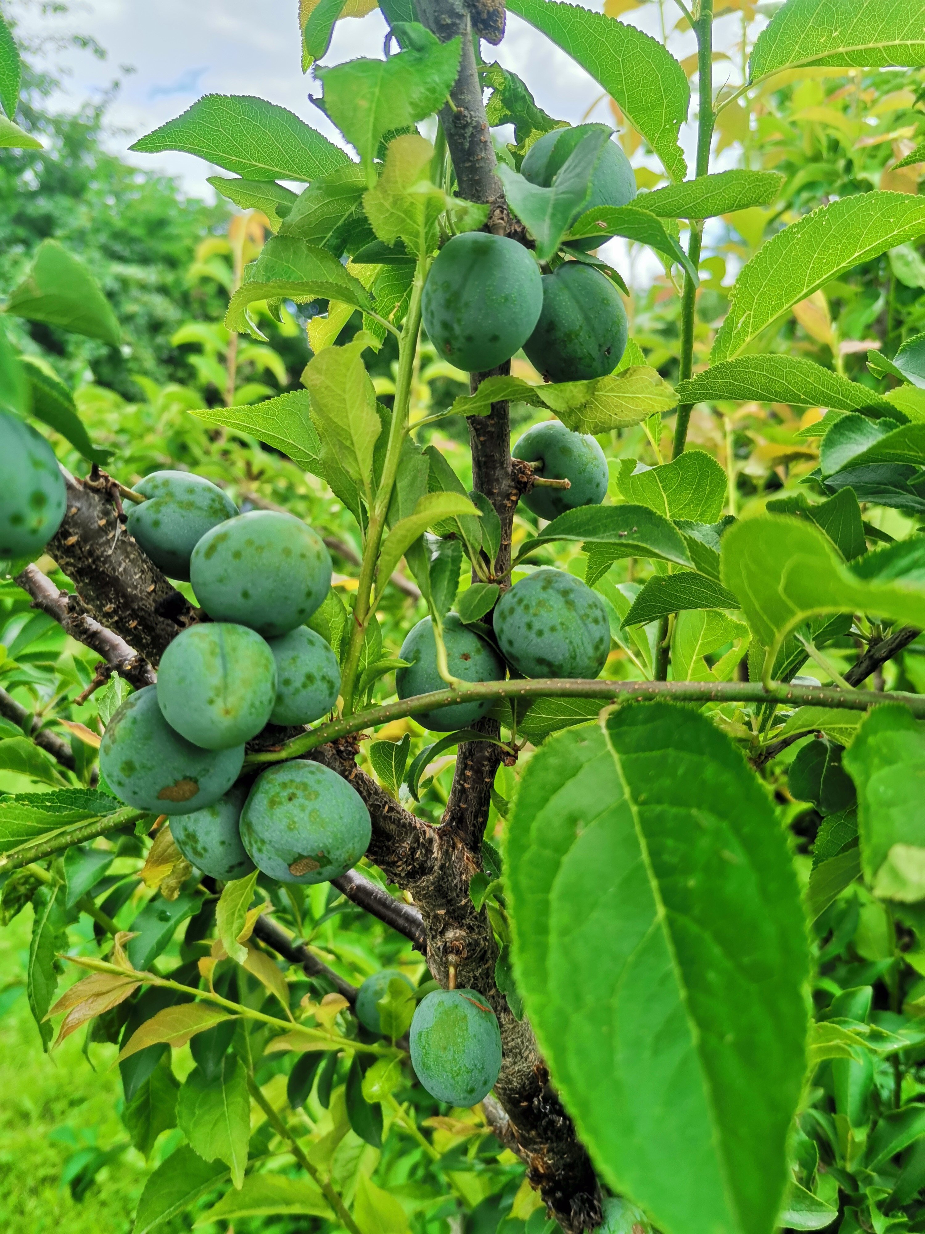Фото Усадьба Сафроновых