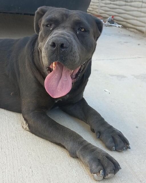 Associations and industrial unions Cane Corso Irk Derneği, Guzelbahce, photo