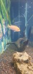 Зоо Товары (Korolenko Street, 1), pet shop