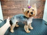 Groompet. don (3-ya Koltsevaya ulitsa, 58Б), pet salon
