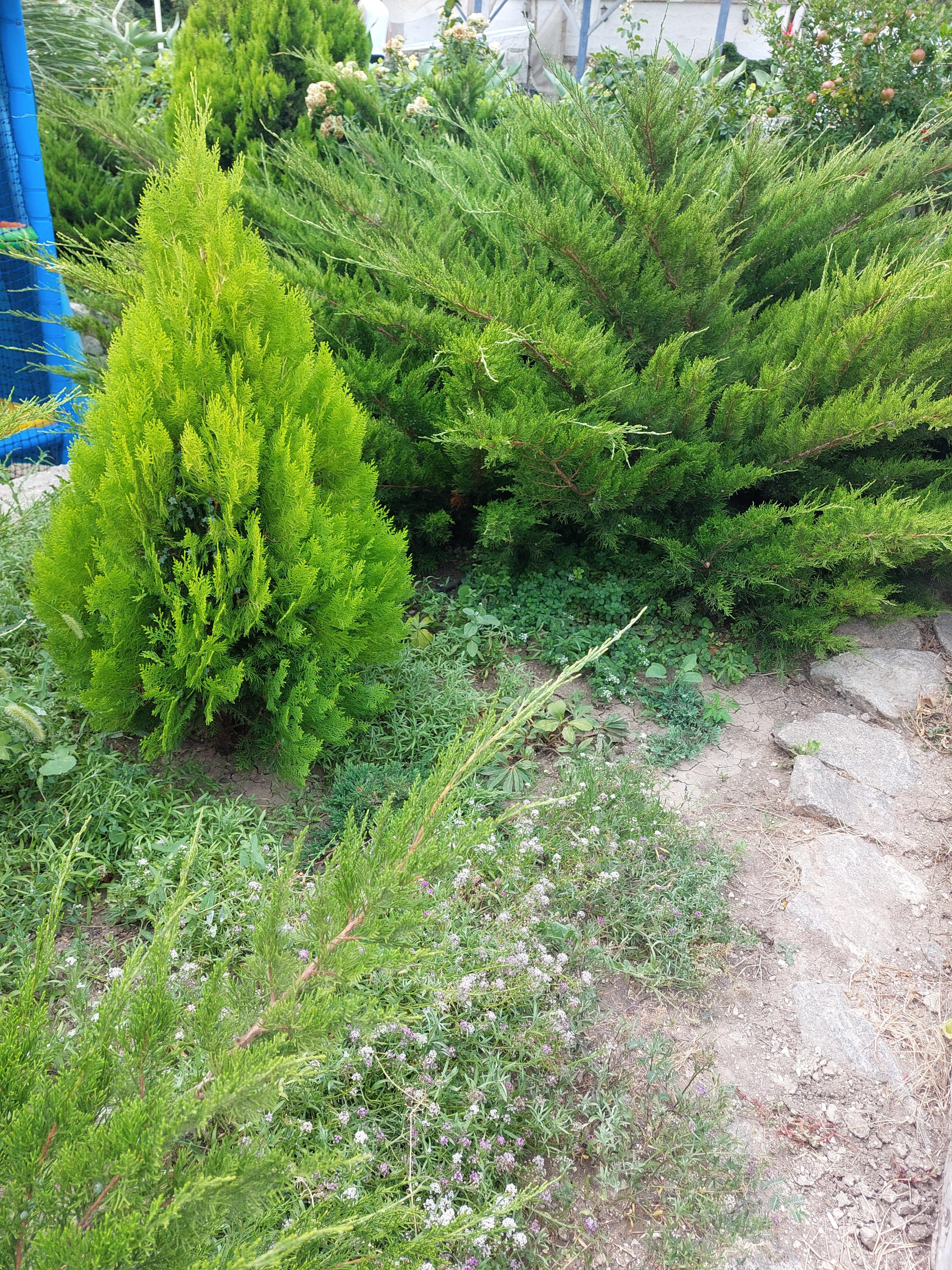 Фото Калипсо