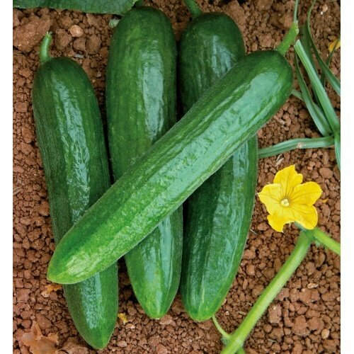 Seed shop Basak Seed, Nigde, photo