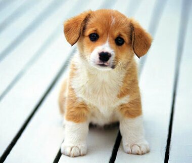 Pet shop Sunflower Pet Shop, Cesme, photo