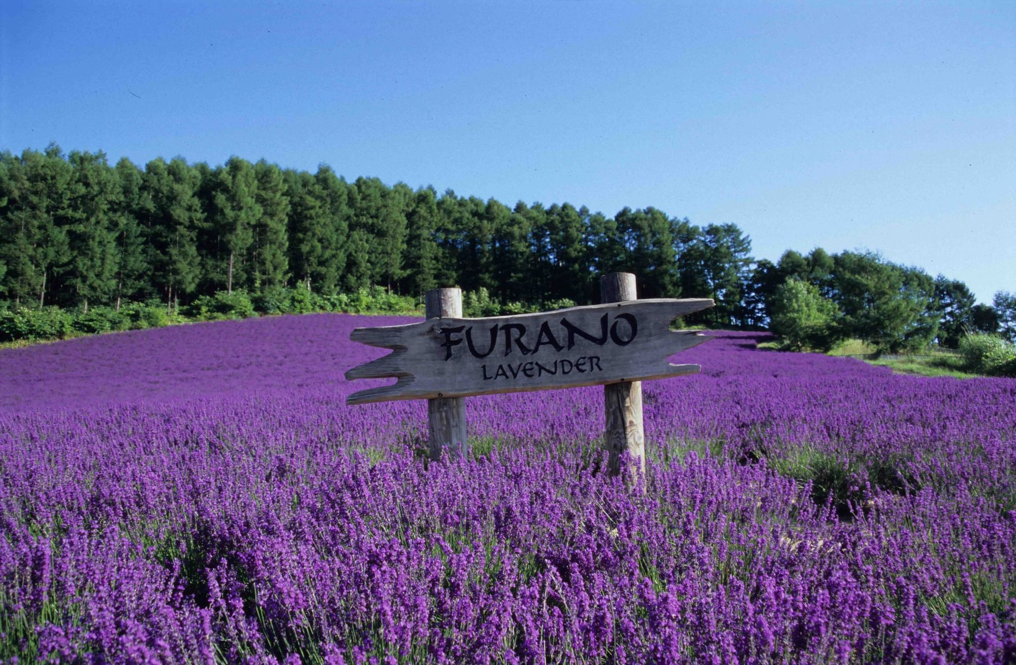 Фото Furano Natulux Hotel