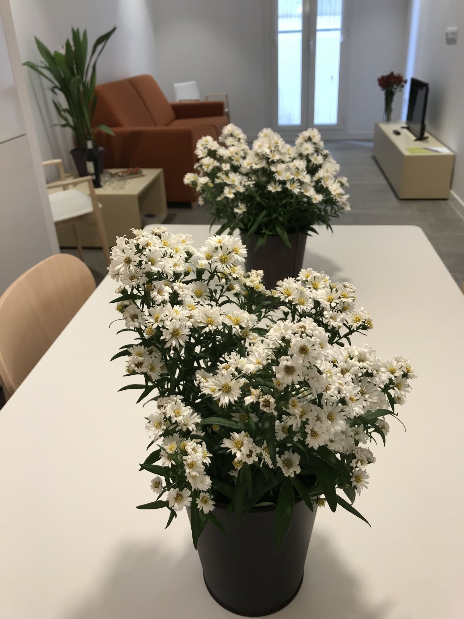 Фото Cosmo Apartments Marina Auditori