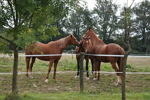 Гостиница Ferme Passion