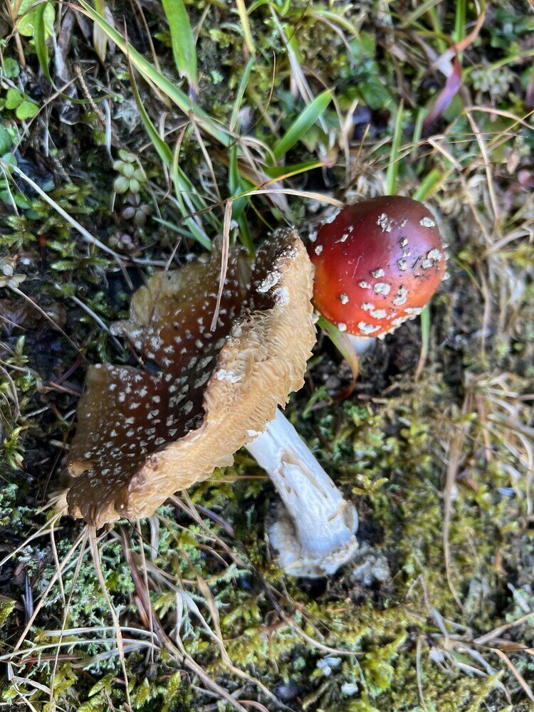 Фото Бахмаро