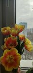 Цветы (26, Юго-Восточный административный округ, район Капотня, 5-й квартал), магазин цветов в Москве