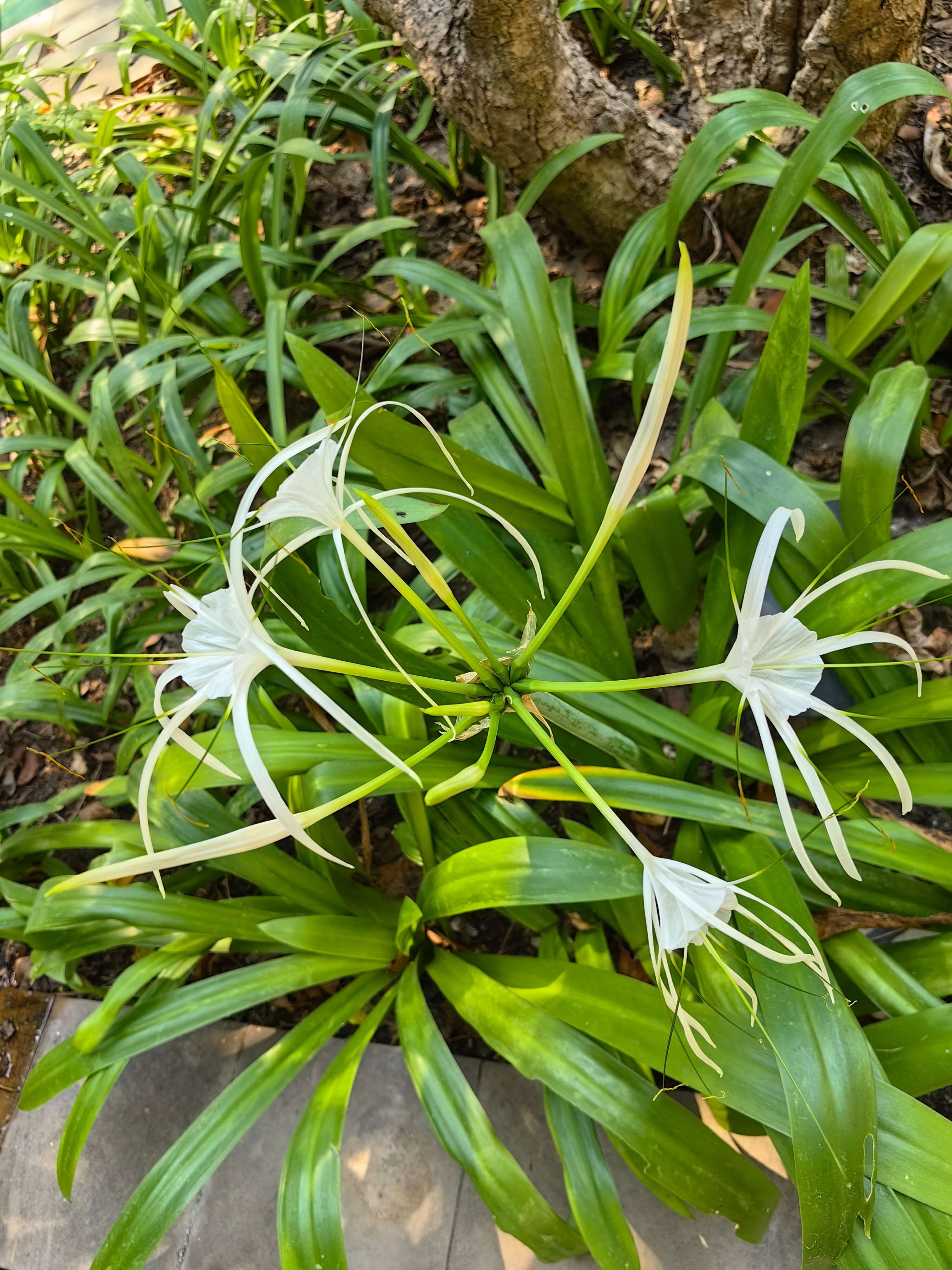 Фото Woodlands Hotel & Resort