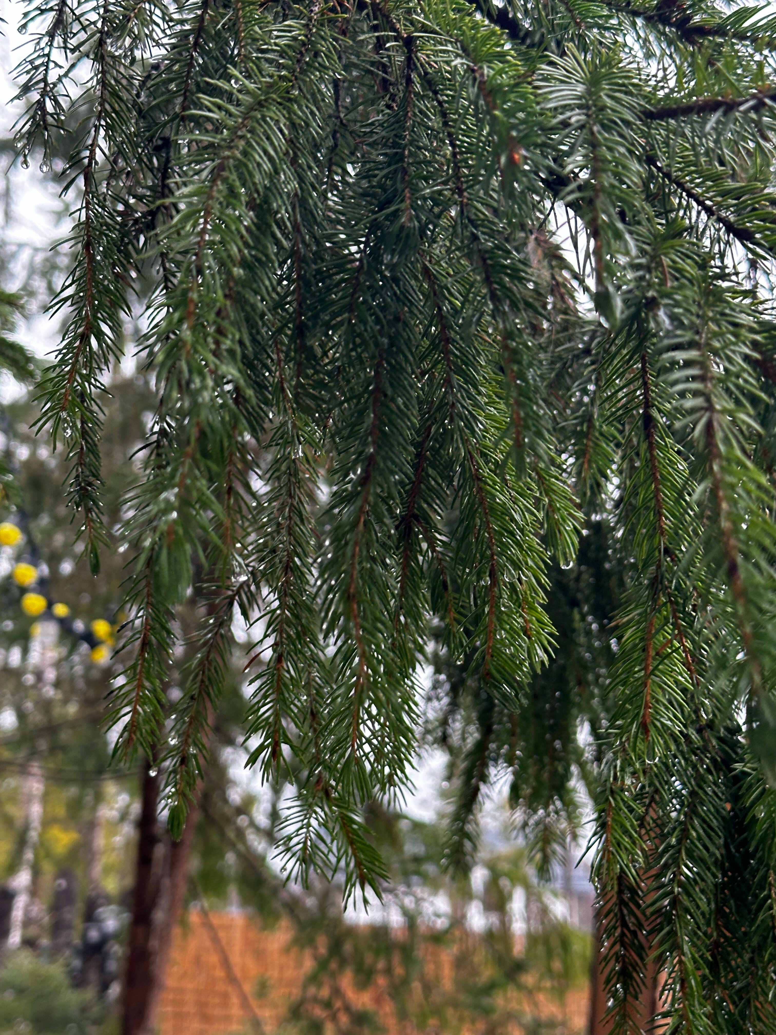 Фото Лопановичъ Park