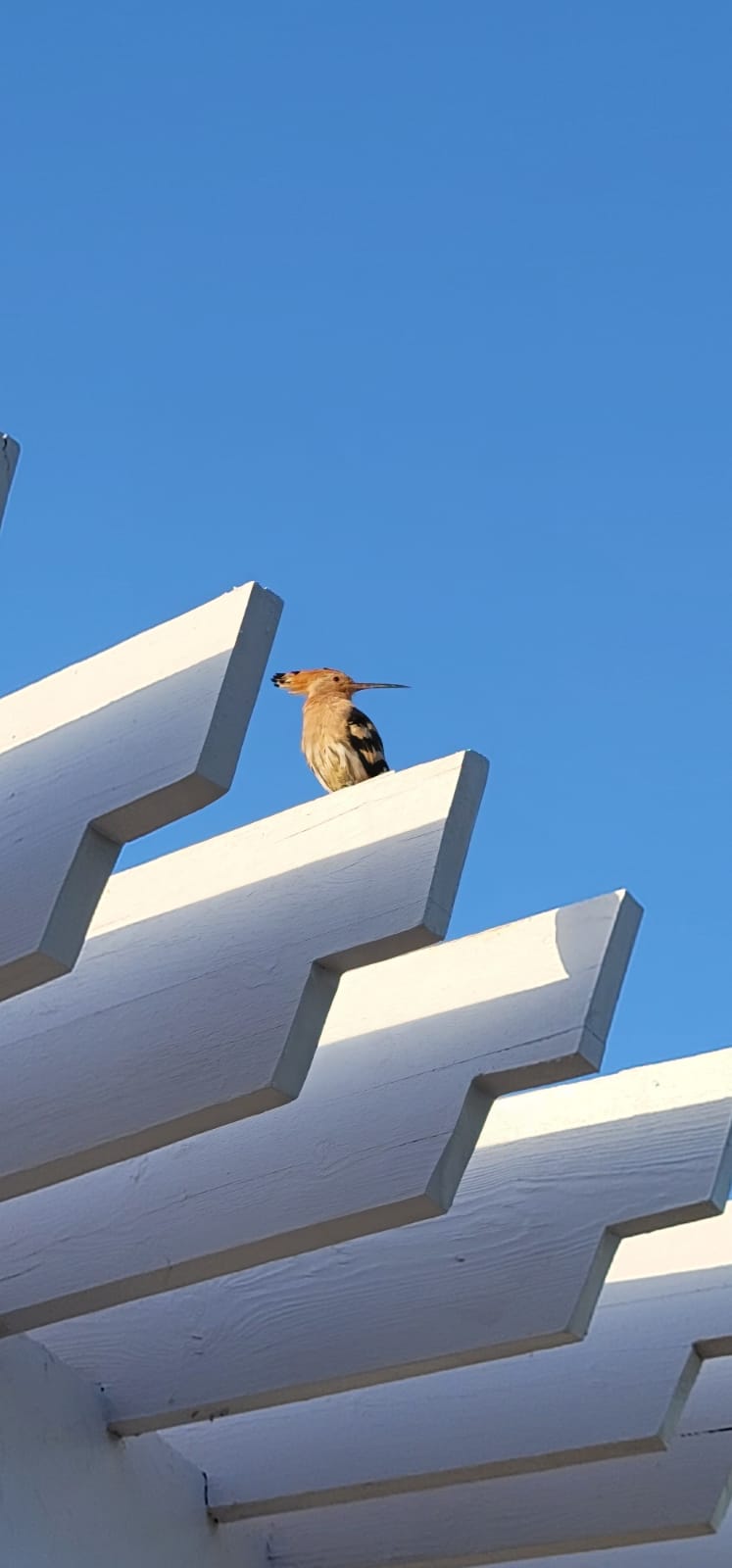 Фото Royal Monte Carlo Sharm El Sheikh - Adults only