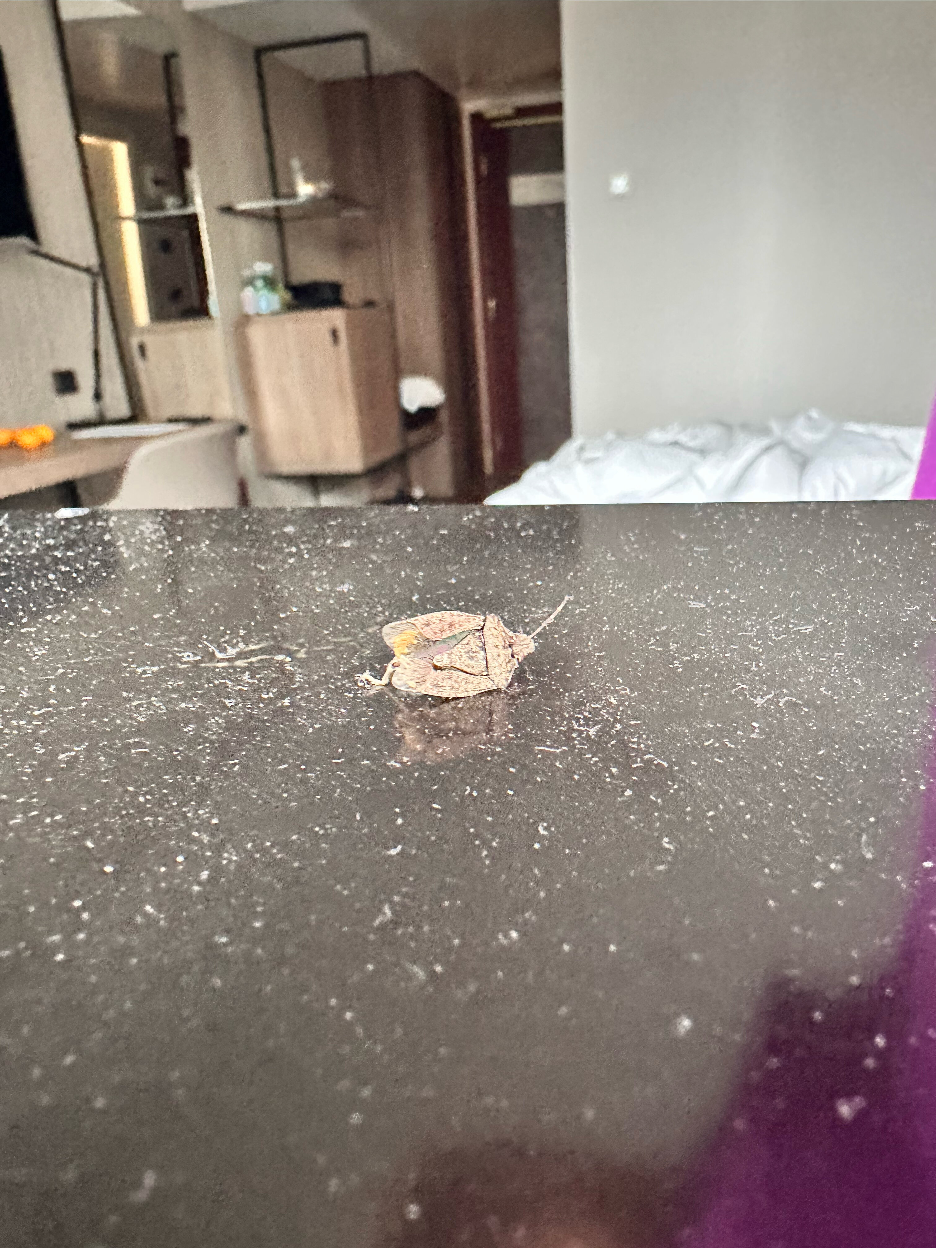 Фото Nh Roma Villa Carpegna