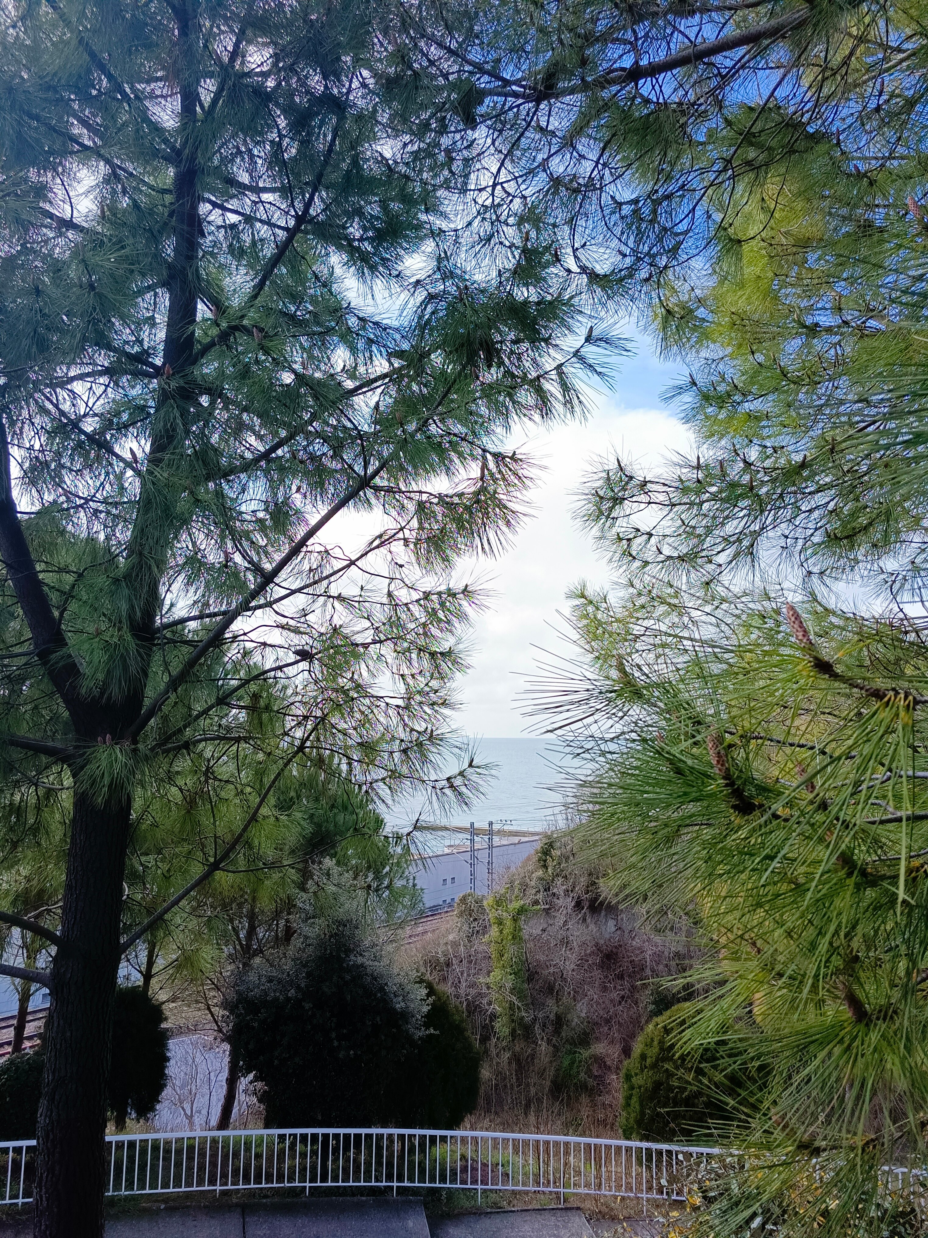 Фото Бамбучок